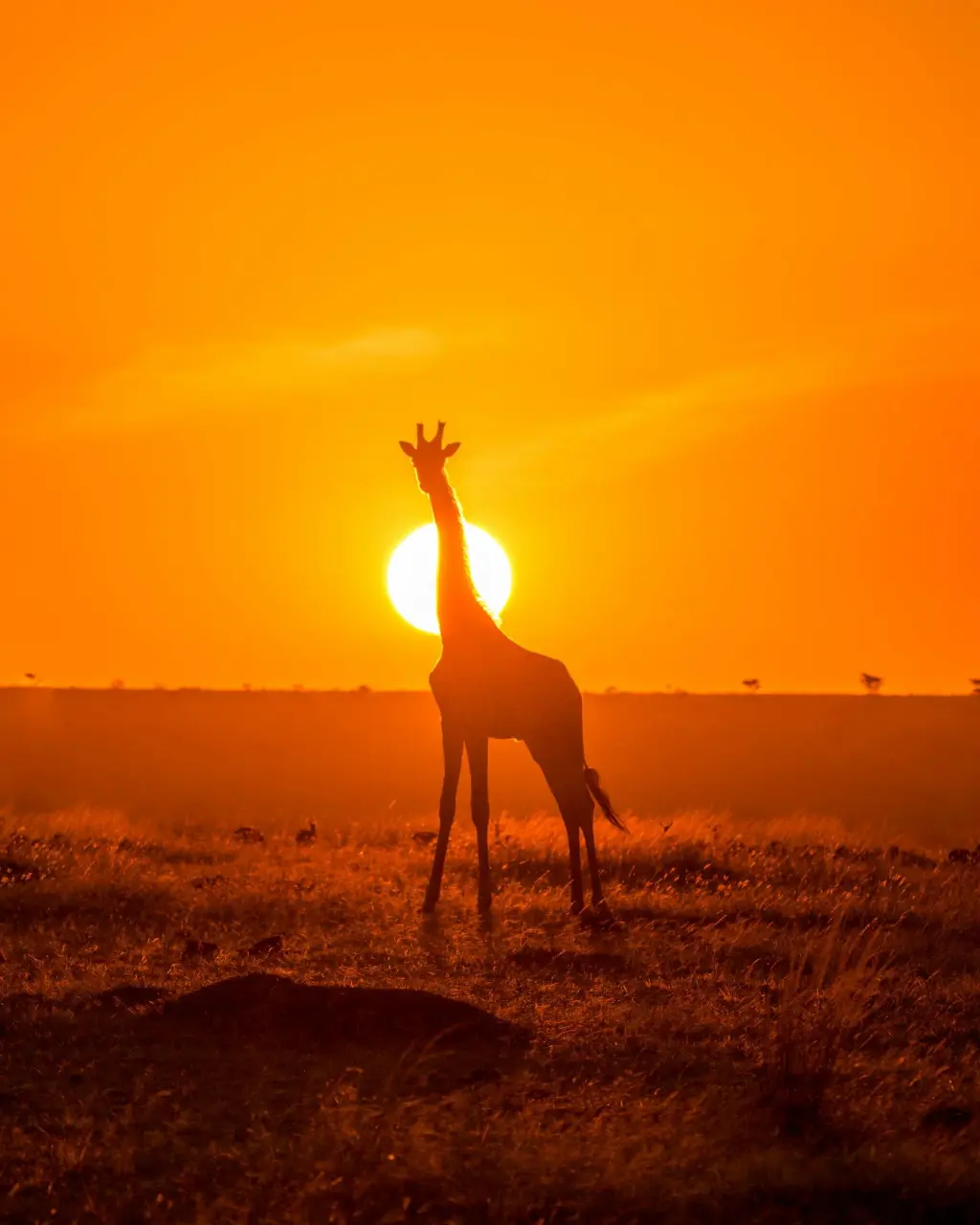 silhouette of giraffe on brown field during sunset
