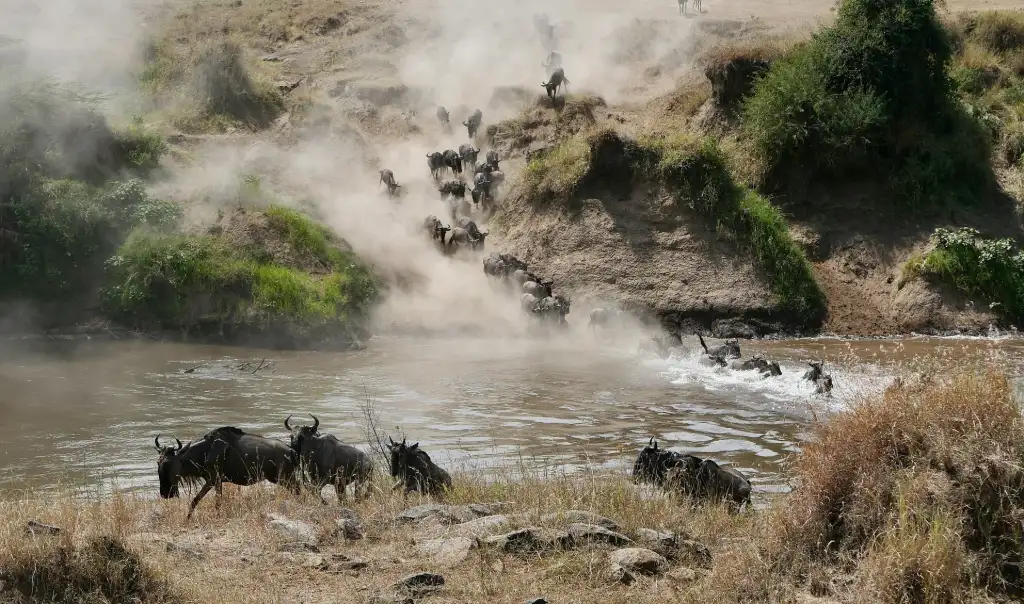 A herd of wild animals walking across a river